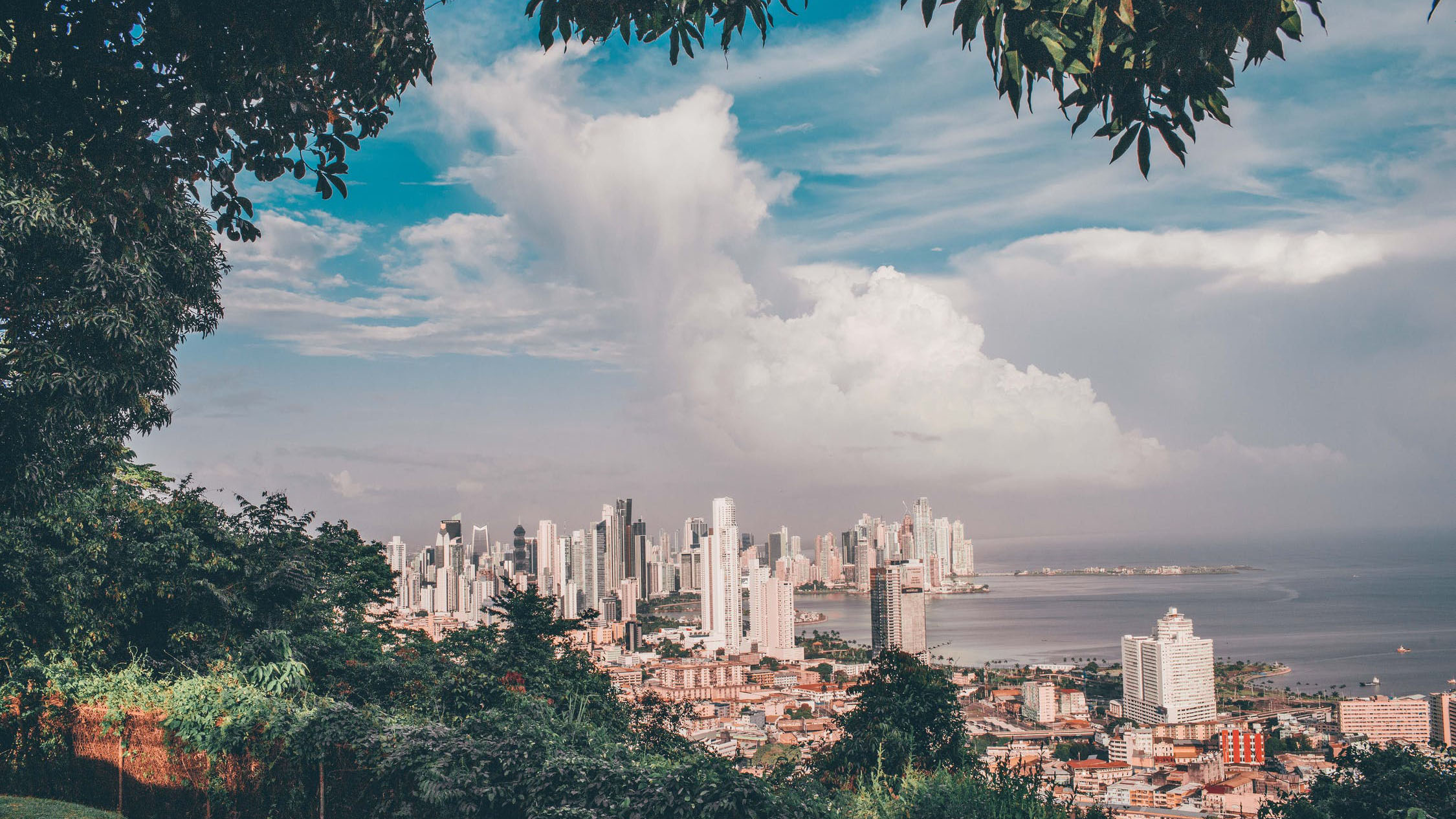 Tress surrounding a view of the a city under a blue sky