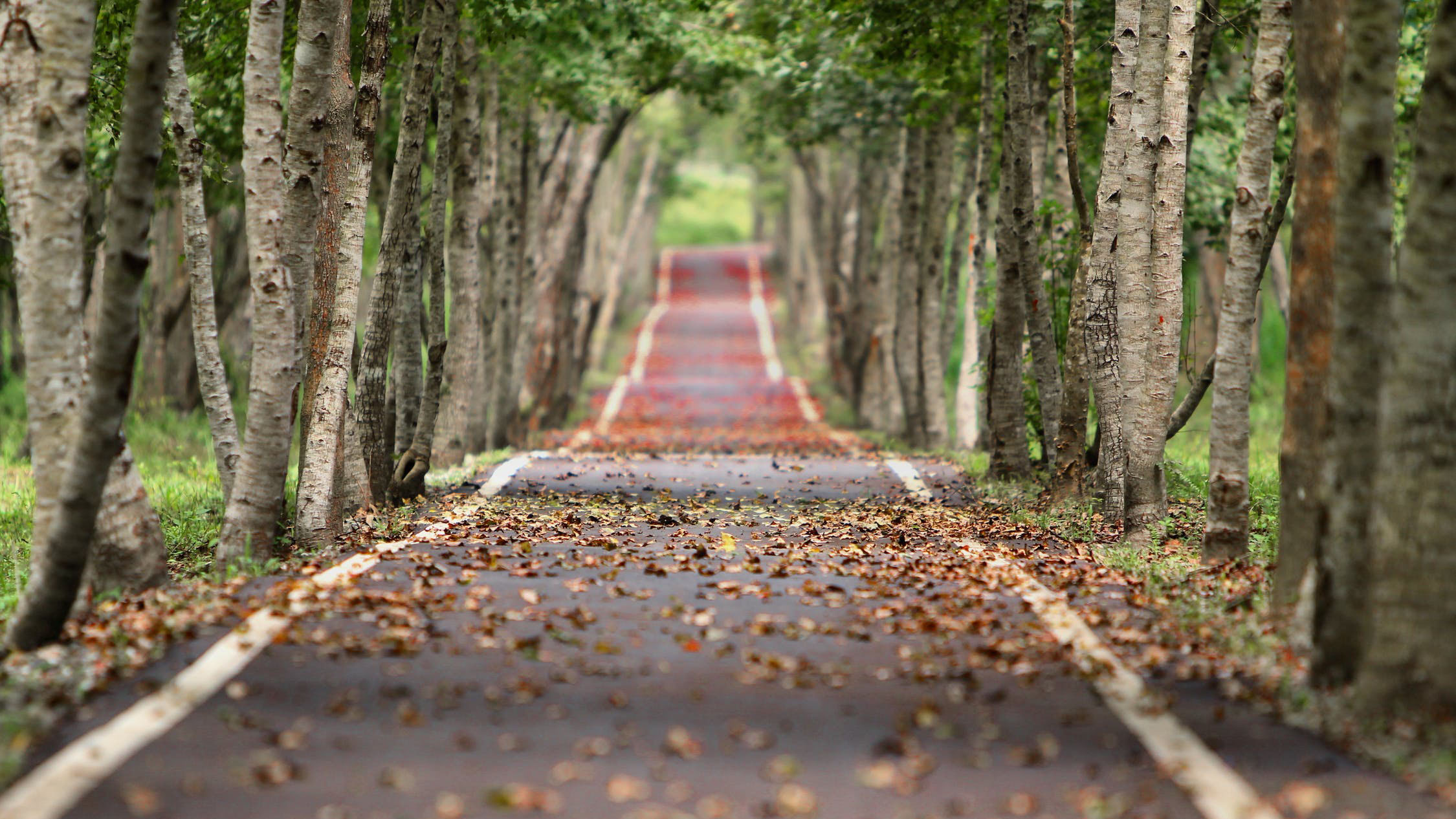 Long empty road in between trees