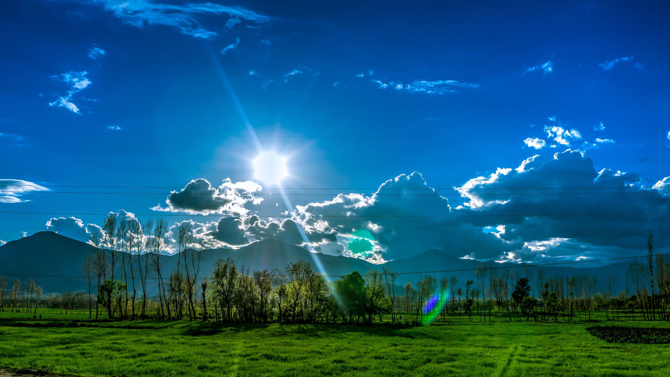 Trees and grassy field under a sunny sky