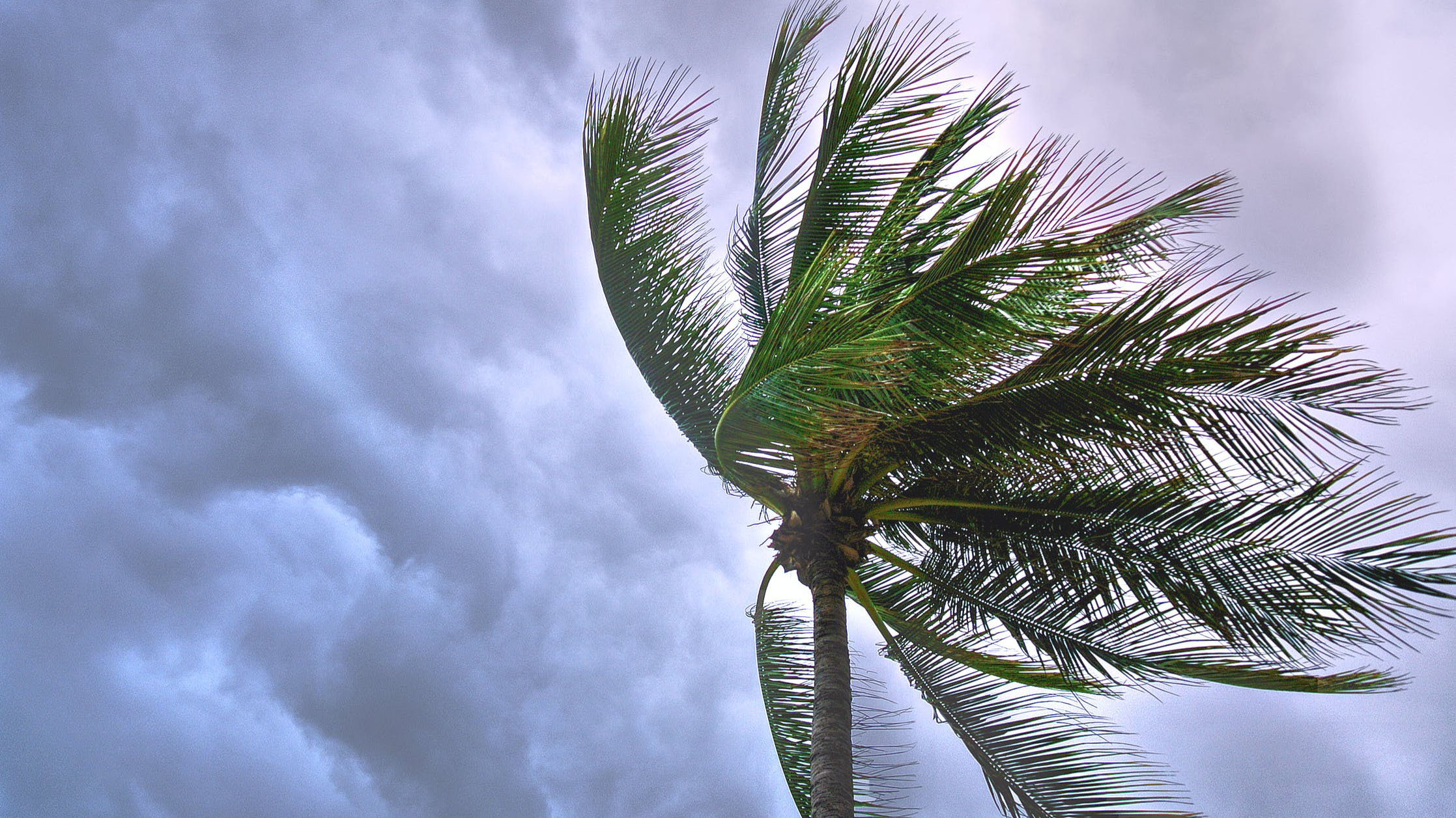 Coconut tree in front of dark clouds blowing in the wind