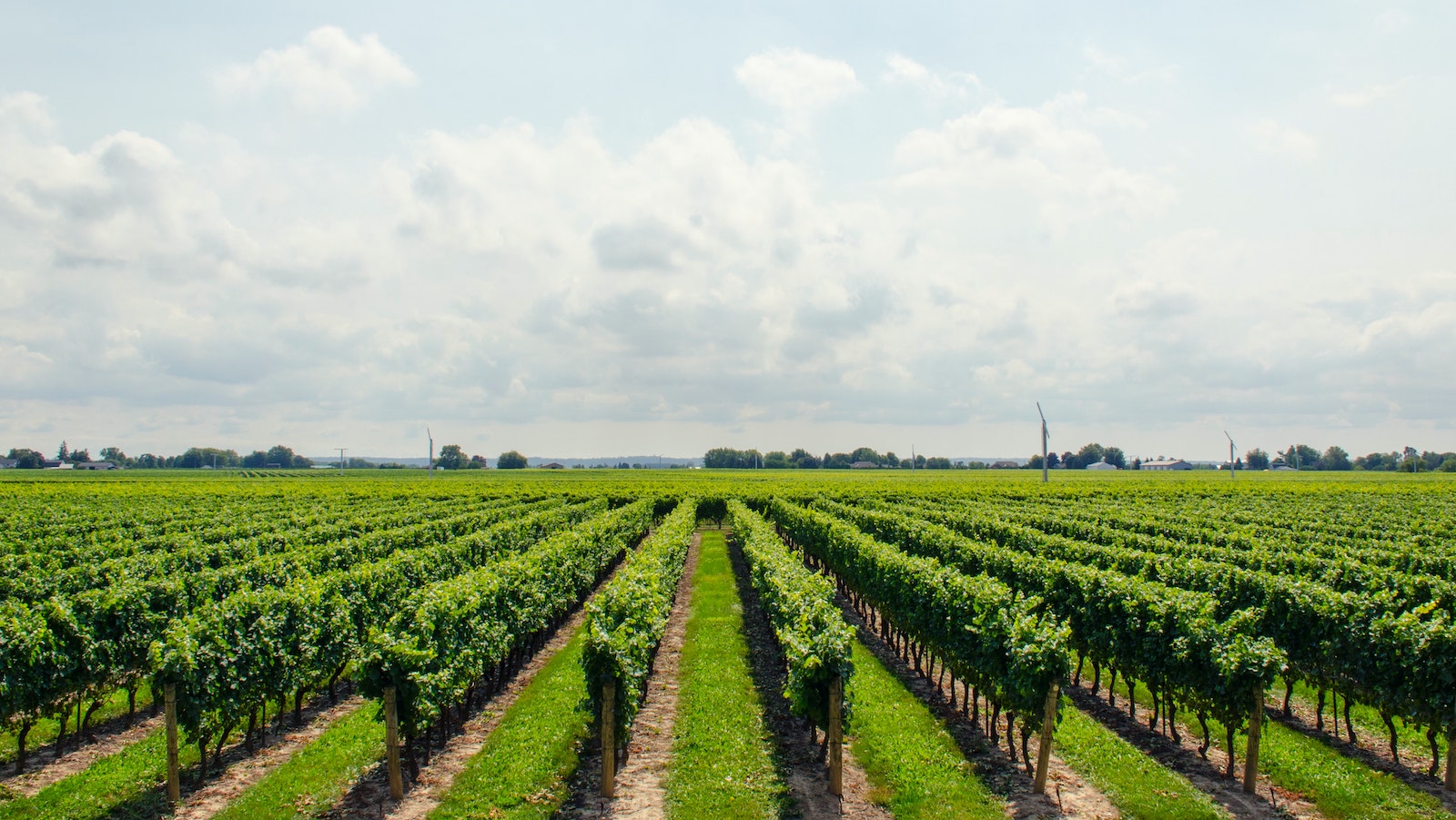 Rows of growing plants