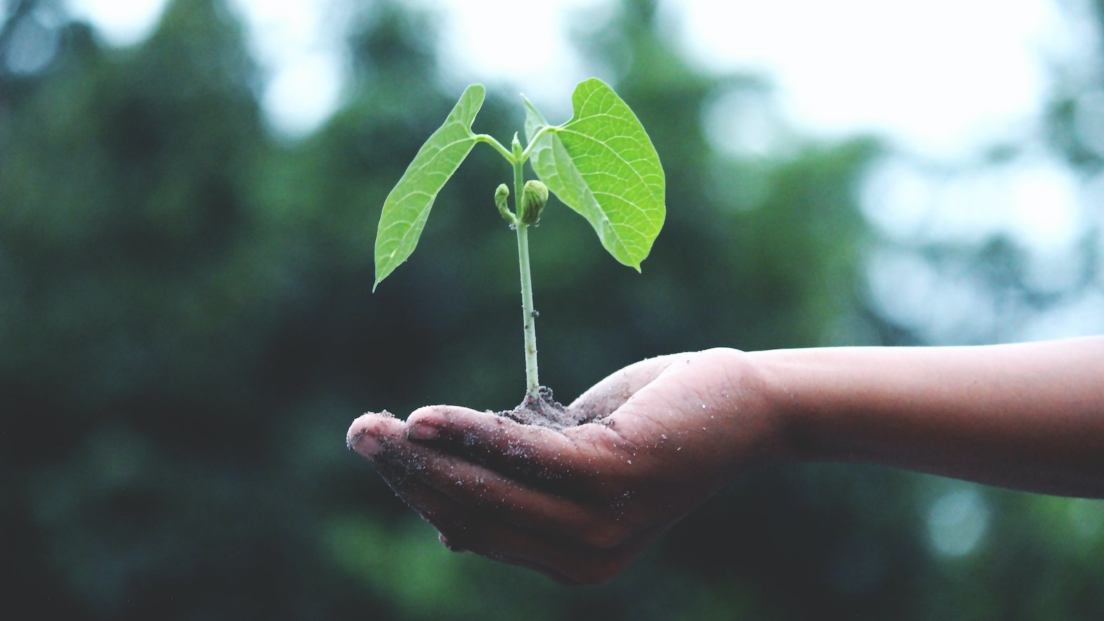 A person holding a plant in their palm