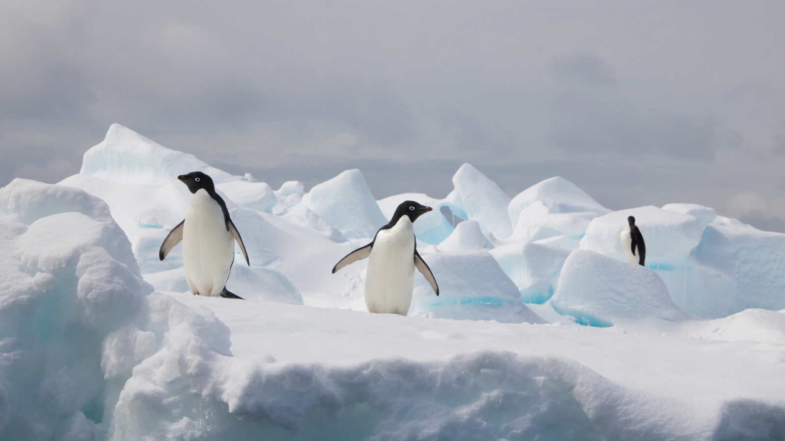 Penguins on iceberg