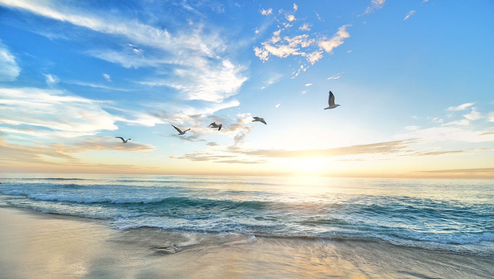 Several birds flying over the beach in the sunlight