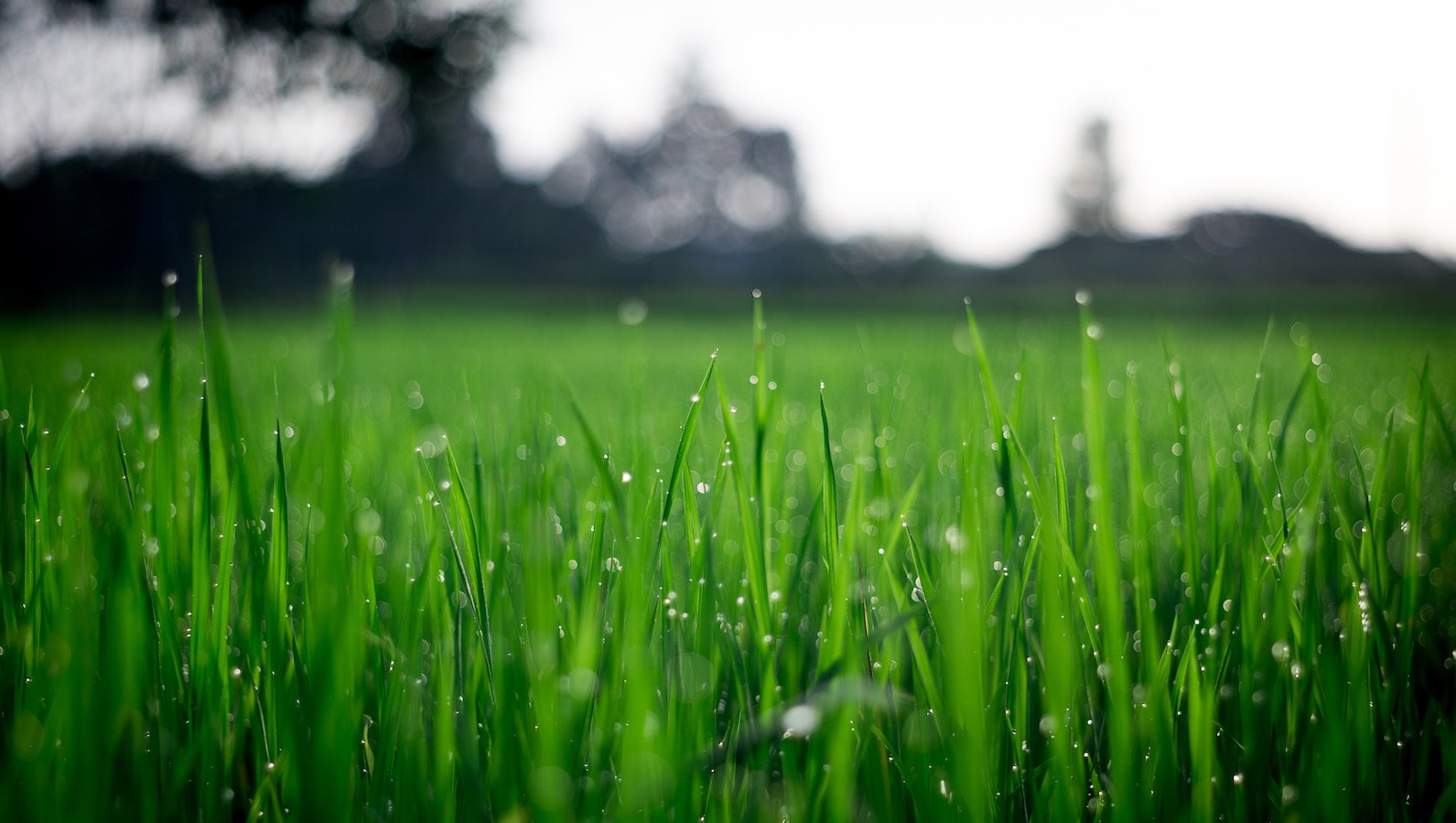 Low angle photo of blades of grass with dew on them