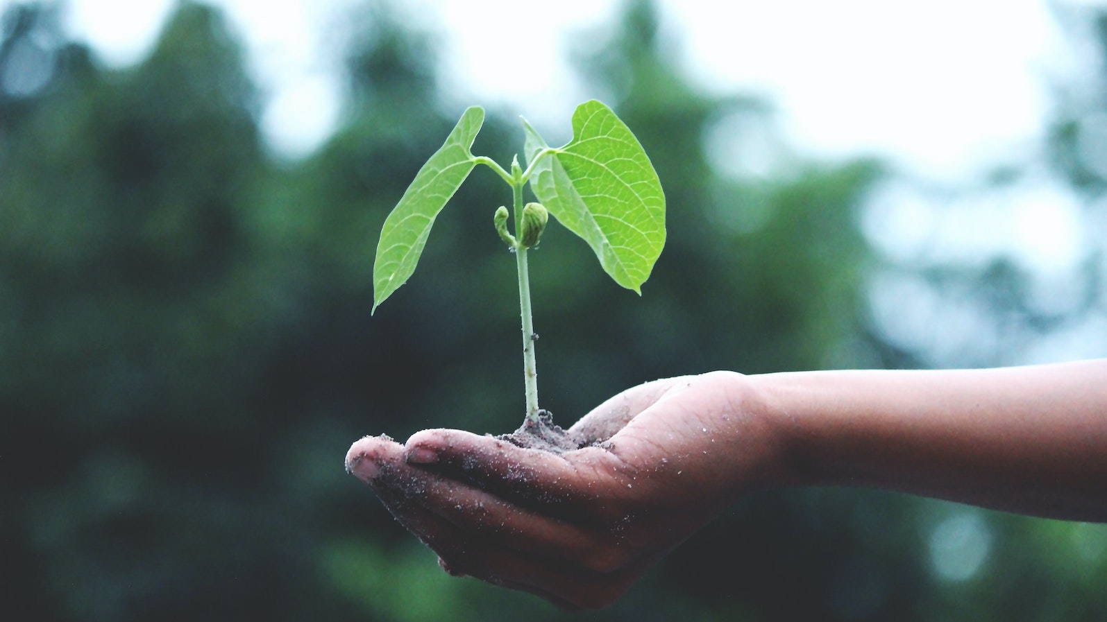 Person holding a small green plant in their hand