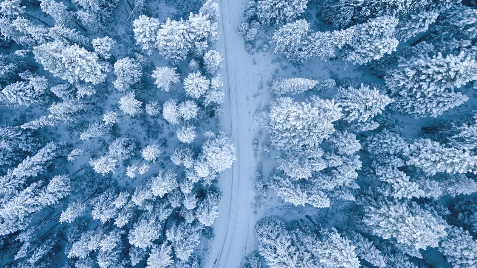 Overhead shot of trees and a road covered in snow