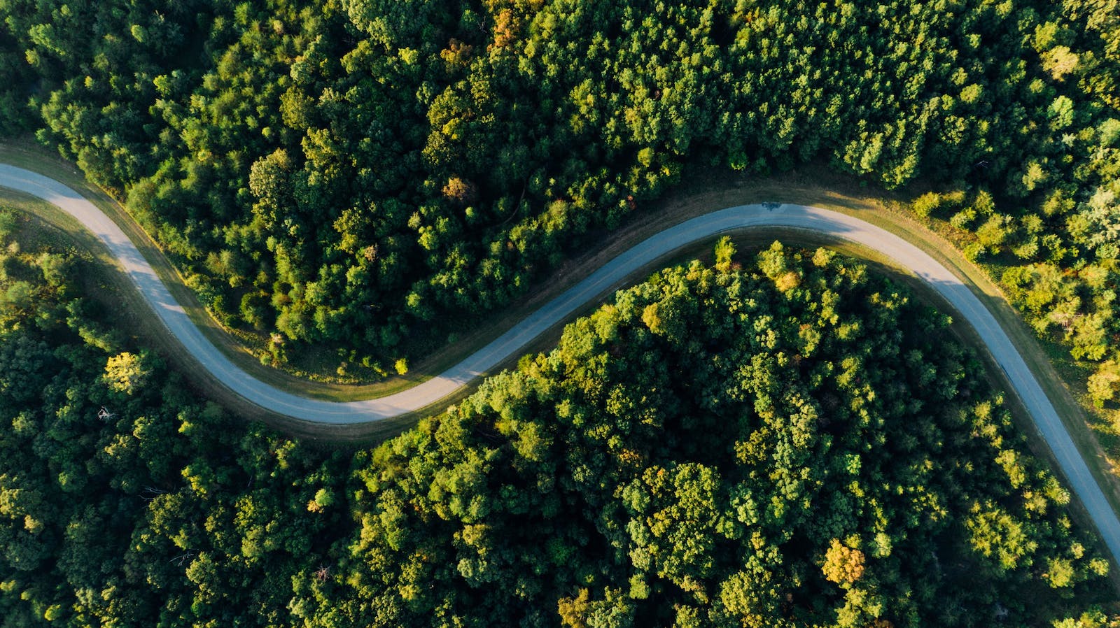 overhead view of a road in the middle of a forest