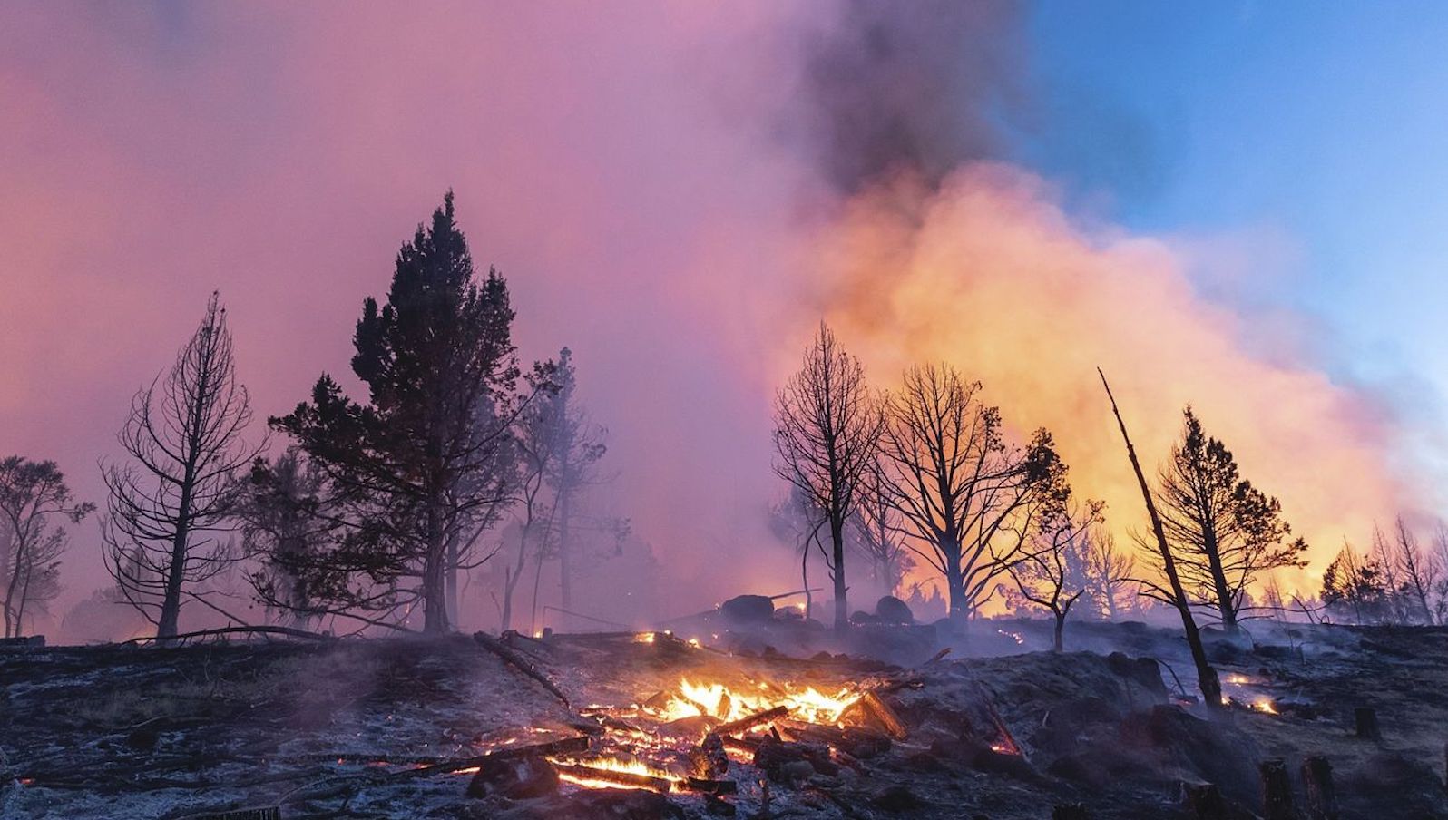 A wildfire among trees and with ash on the ground in front. Sky looks pink and orange from the fire and smoke