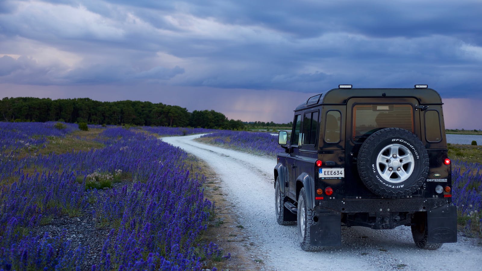 Black Suv in Between Purple Flower Fields