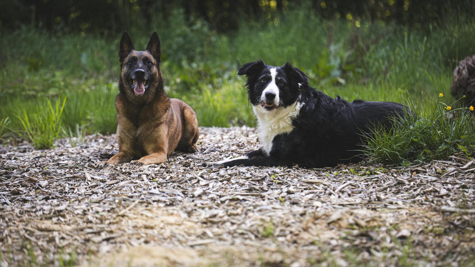 Two Dogs Resting Outdoors