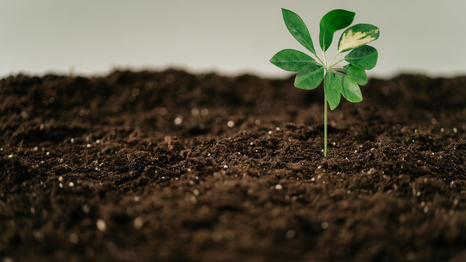 A Green Plant in Brown Soil