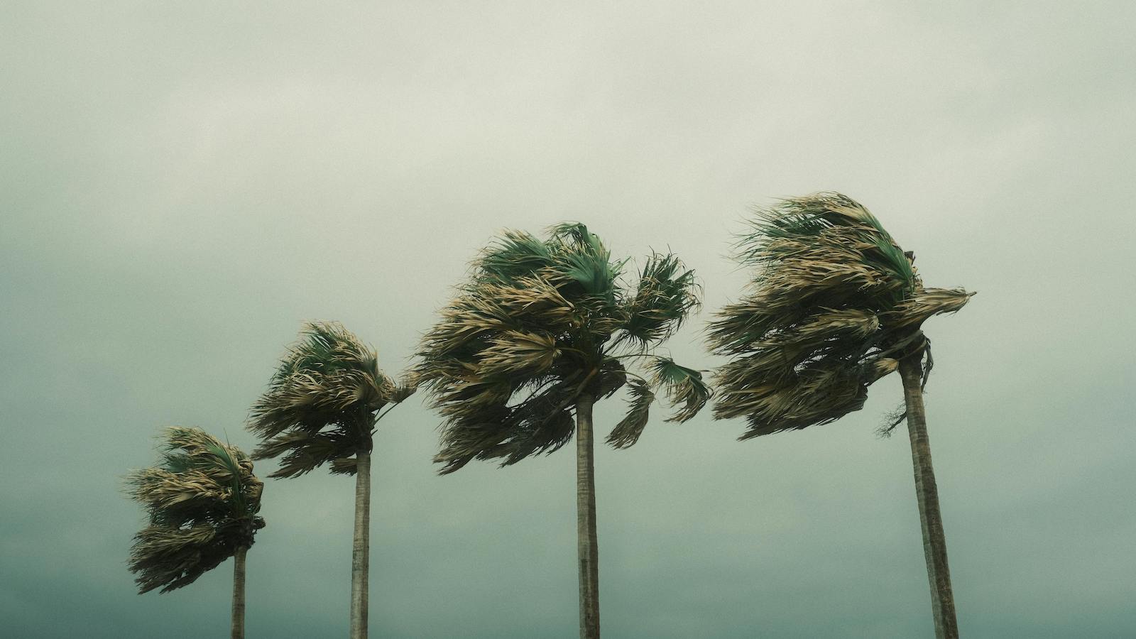 Palm Trees In the Wind