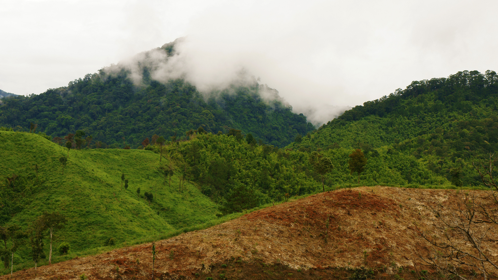 Environment