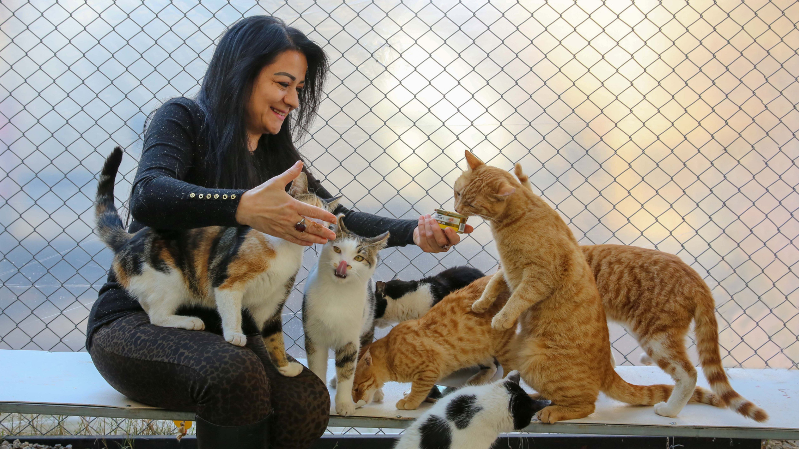 Pets