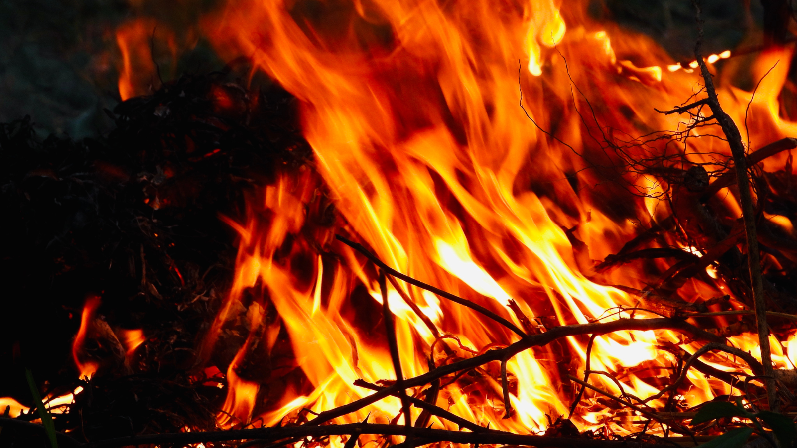 Wildfire