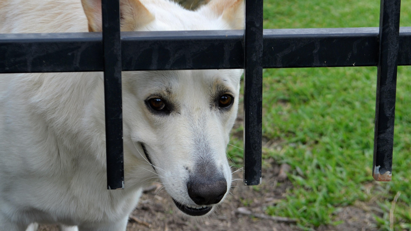 Pet Insurance Growth Hindered by Outdated Technology