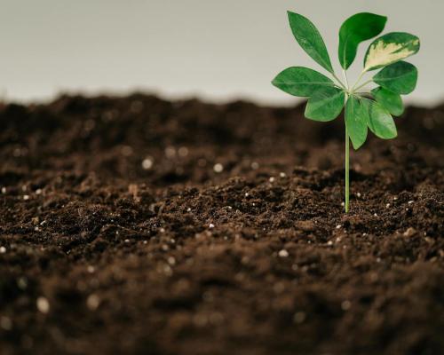 A Green Plant in Brown Soil