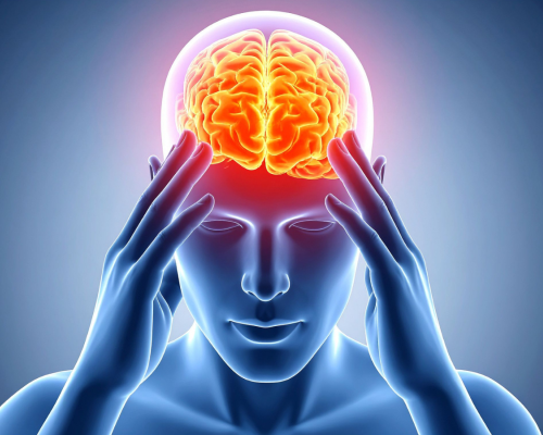 Human Brain