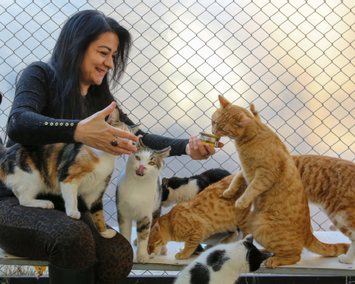 Pets