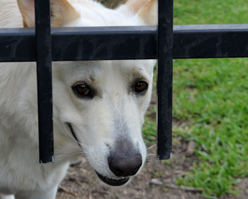 Pet Insurance Growth Hindered by Outdated Technology