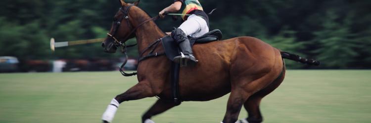Person playing polo