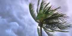 Coconut tree in front of dark clouds blowing in the wind